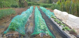 정천복님의 기타작물 · 영농일지 작성글 사진