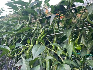 호동댁님의 고추 · 영농일지 작성글 사진