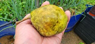 고동옥님의 기타작물 · 영농일지 작성글 사진