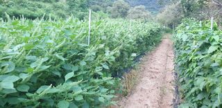 정천복님의 기타작물 · 영농일지 작성글 사진