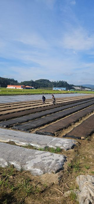 구춘봉님의 양파 · 영농일지 작성글 사진