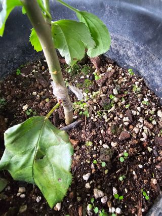 마로니에농원님의 기타작물 · 영농일지 작성글 사진