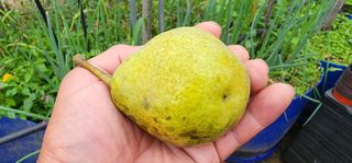 고동옥님의 기타작물 · 영농일지 작성글 사진