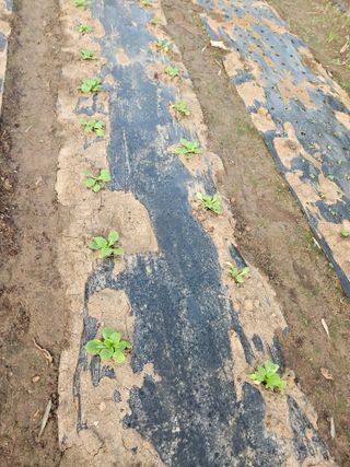 이순금님의 기타작물 · 영농일지 작성글 사진