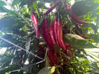 호동댁님의 고추 · 영농일지 작성글 사진