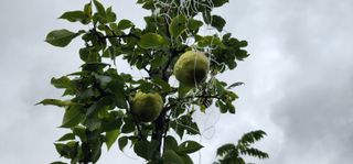 고동옥님의 기타작물 · 영농일지 작성글 사진