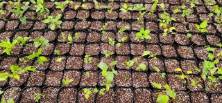 고동옥님의 기타작물 · 영농일지 작성글 사진