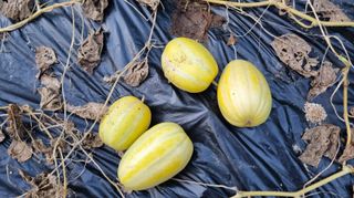 아침농원님의 기타작물 · 영농일지 작성글 사진