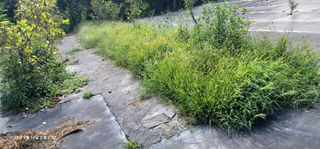 박종화님의 기타작물 · 영농일지 작성글 사진