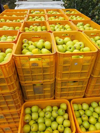 의성,군위 나상덕님의 기타작물 · 영농일지 작성글 사진