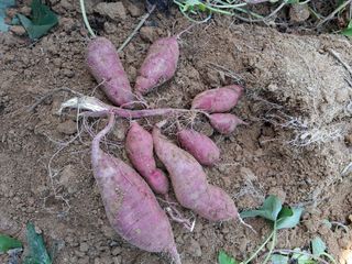 꿀고구마오수정님의 고구마 · 영농일지 작성글 사진