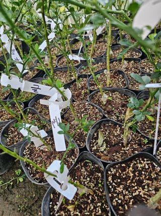 마로니에농원님의 기타작물 · 영농일지 작성글 사진