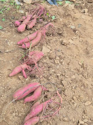 장순자님의 고구마 · 영농일지 작성글 사진