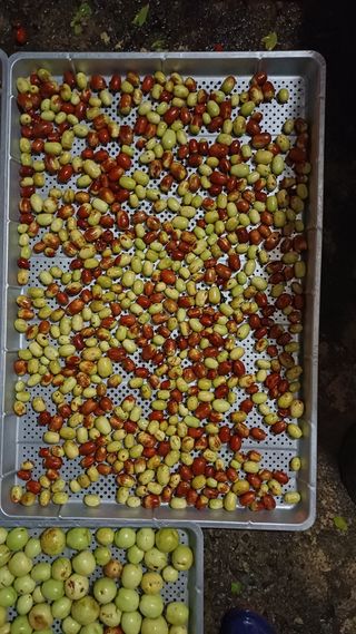 나다1004님의 배추 · 영농일지 작성글 사진