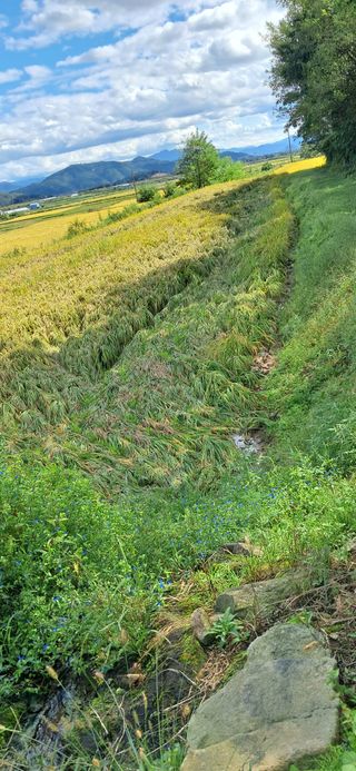 이복길님의 벼 · 영농일지 작성글 사진