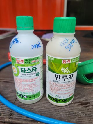 단풍농장님의 배추 · 영농일지 작성글 사진