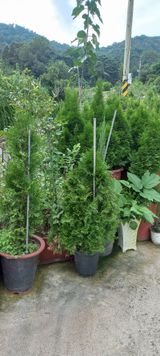 팜모닝 기타작물·영농일지 게시글 이미지