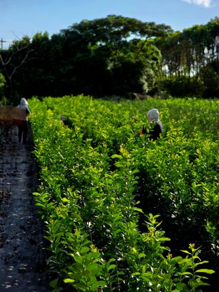 민성종묘(감귤묘목)님의 기타작물 · 영농일지 작성글 사진