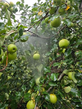 최동구님의 사과 · 영농일지 작성글 사진