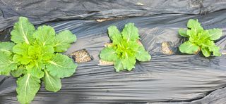 산골아찌님의 배추 · 영농일지 작성글 사진