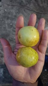 팜모닝 배추·영농일지 게시글 이미지