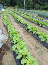 팜모닝 배추·영농일지 게시글 이미지