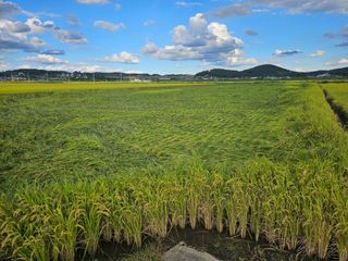 이름 없음강화빤도리님의 기타작물 · 영농일지 작성글 사진