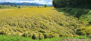 이복길님의 벼 · 영농일지 작성글 사진