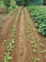 팜모닝 기타작물·영농일지 게시글 이미지