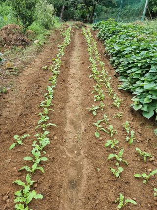 Bjs님의 기타작물 · 영농일지 작성글 사진