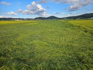 이름 없음강화빤도리님의 기타작물 · 영농일지 작성글 사진