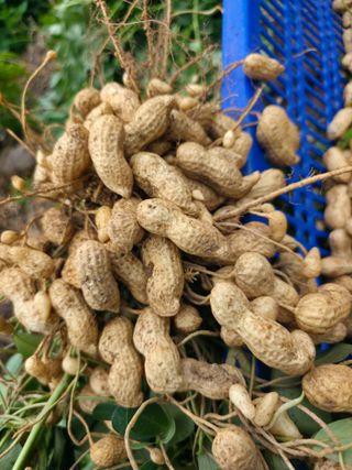 공주유구 구계박만호님의 기타작물 · 영농일지 작성글 사진