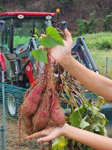 팜모닝 고추·영농일지 게시글 이미지