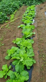 팜모닝 배추·영농일지 게시글 이미지