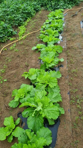 최영환님의 배추 · 영농일지 작성글 사진