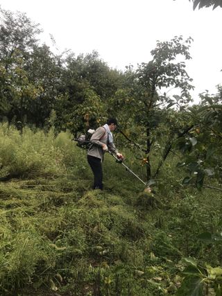 정규환님의 감 · 영농일지 작성글 사진