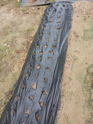 고추농사님의 파 · 영농일지 작성글 사진