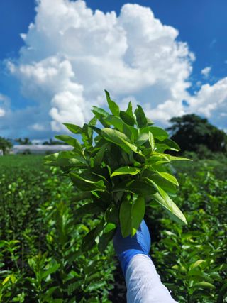 민성종묘(감귤묘목)님의 기타작물 · 영농일지 작성글 사진