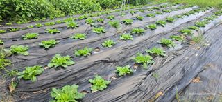 산골아찌님의 배추 · 영농일지 작성글 사진