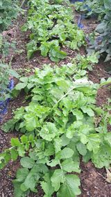 팜모닝 기타작물·영농일지 게시글 이미지