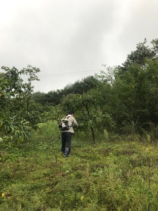 정규환님의 감 · 영농일지 작성글 사진