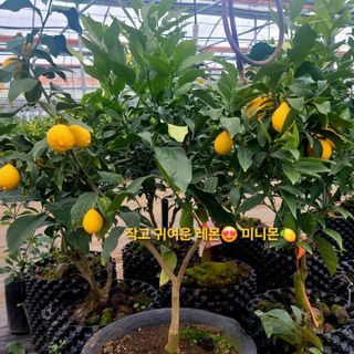 민성종묘(감귤묘목)님의 기타작물 · 영농일지 작성글 사진