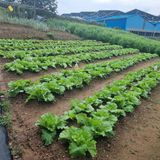 팜모닝 배추·영농일지 게시글 이미지