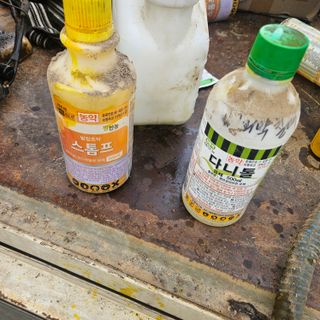 이승목님의 파 · 영농일지 작성글 사진