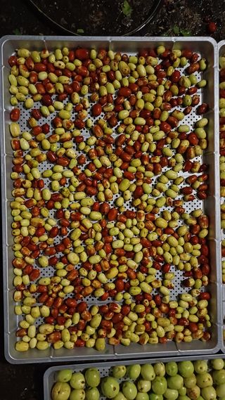 나다1004님의 배추 · 영농일지 작성글 사진