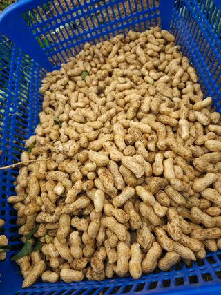 공주유구 구계박만호님의 기타작물 · 영농일지 작성글 사진