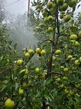 팜모닝 사과·영농일지 게시글 이미지