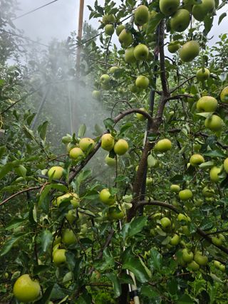 최동구님의 사과 · 영농일지 작성글 사진