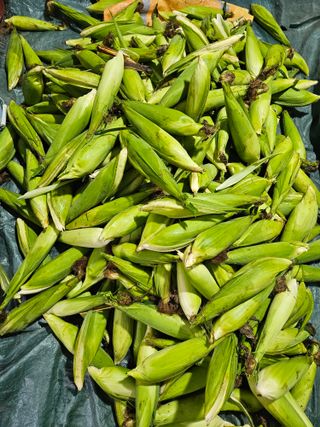 경달현님의 옥수수 · 영농일지 작성글 사진