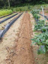 팜모닝 기타작물·영농일지 게시글 이미지